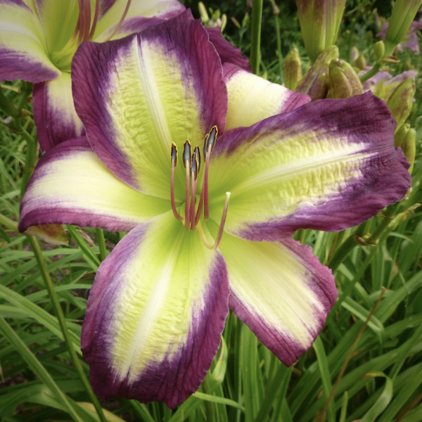 White Breasted Puffin - 1 Fan